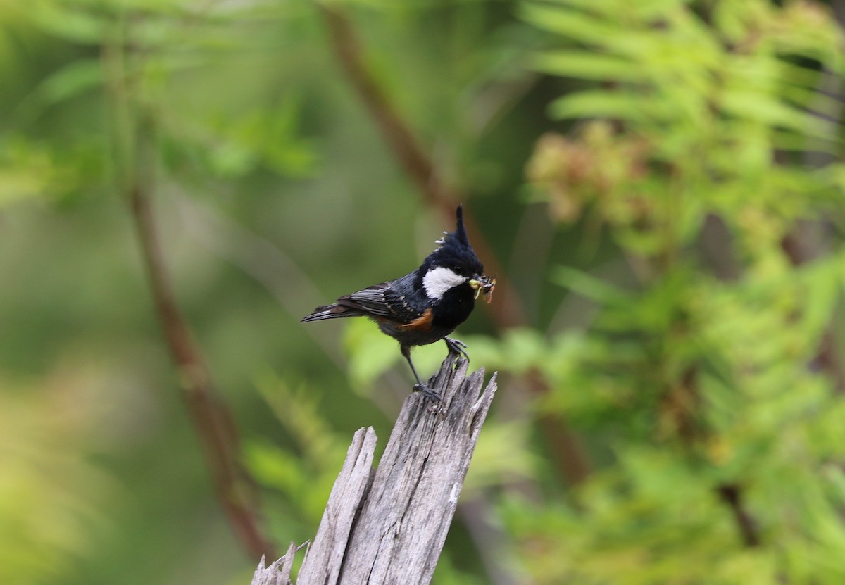 Coal Tit - ML87151521