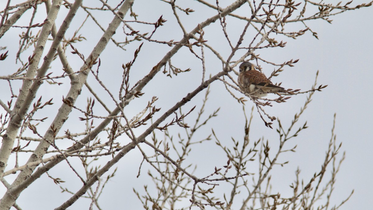 American Kestrel - ML87151701