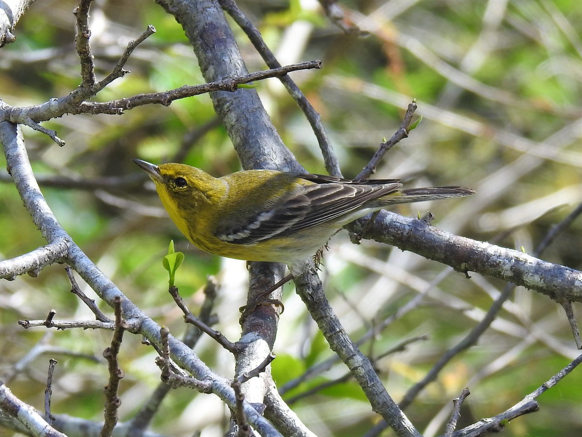 Pine Warbler - david gabay