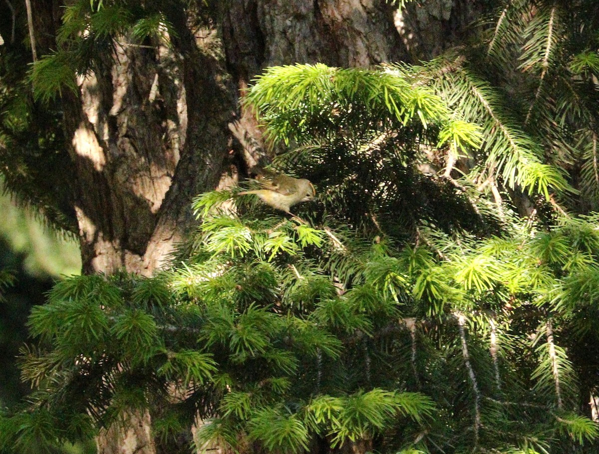 Goldcrest - Suresh Rana