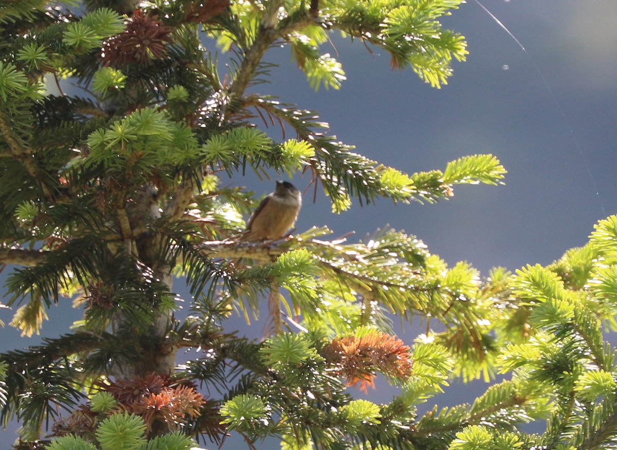 White-throated Tit - ML87152551