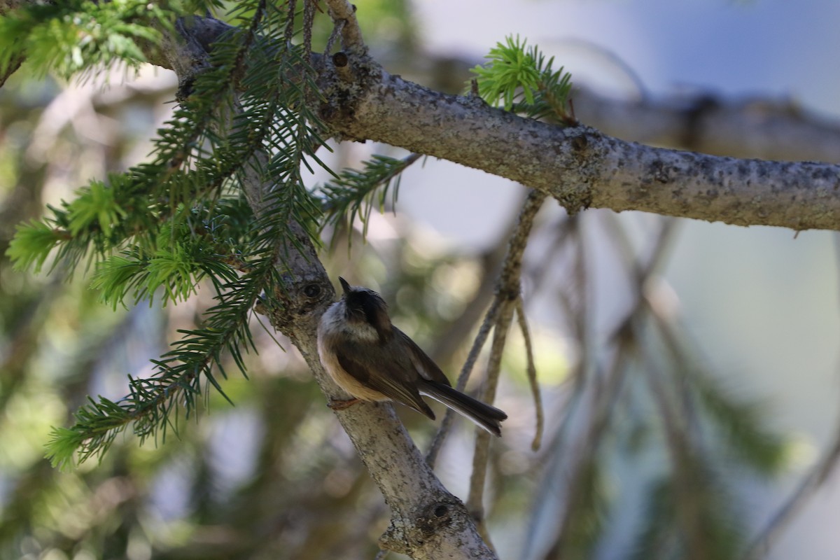 White-throated Tit - ML87152771