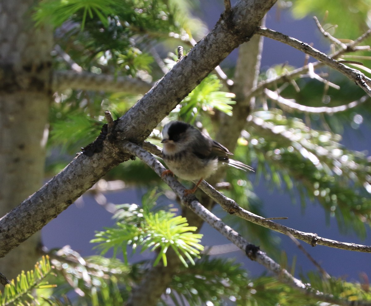 White-throated Tit - ML87152801