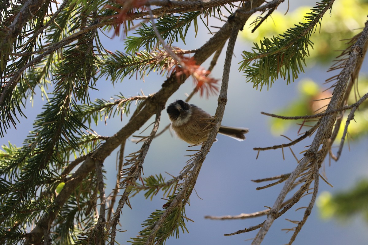 White-throated Tit - Suresh  Rana