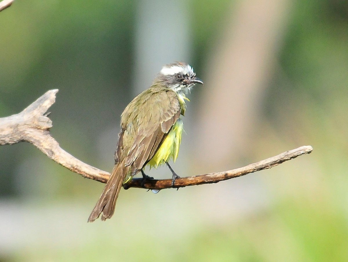 Social Flycatcher - ML87154561