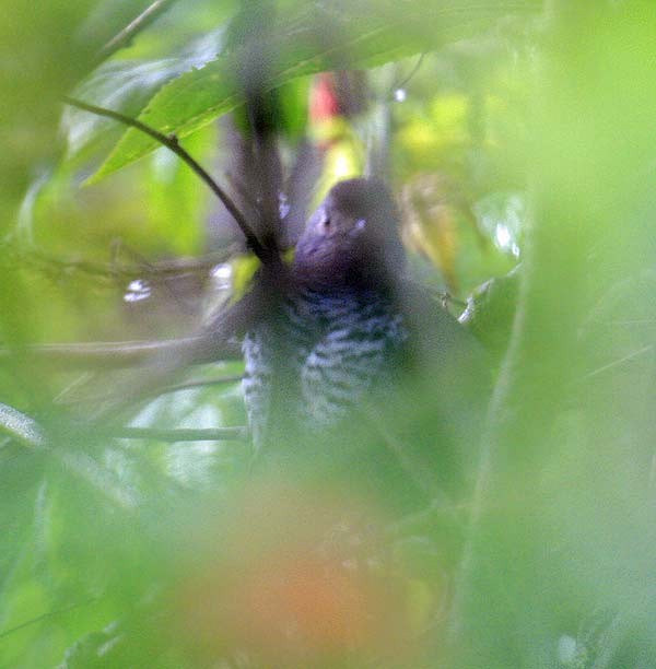 Rufous-capped Antshrike (Northern) - Martin Reid