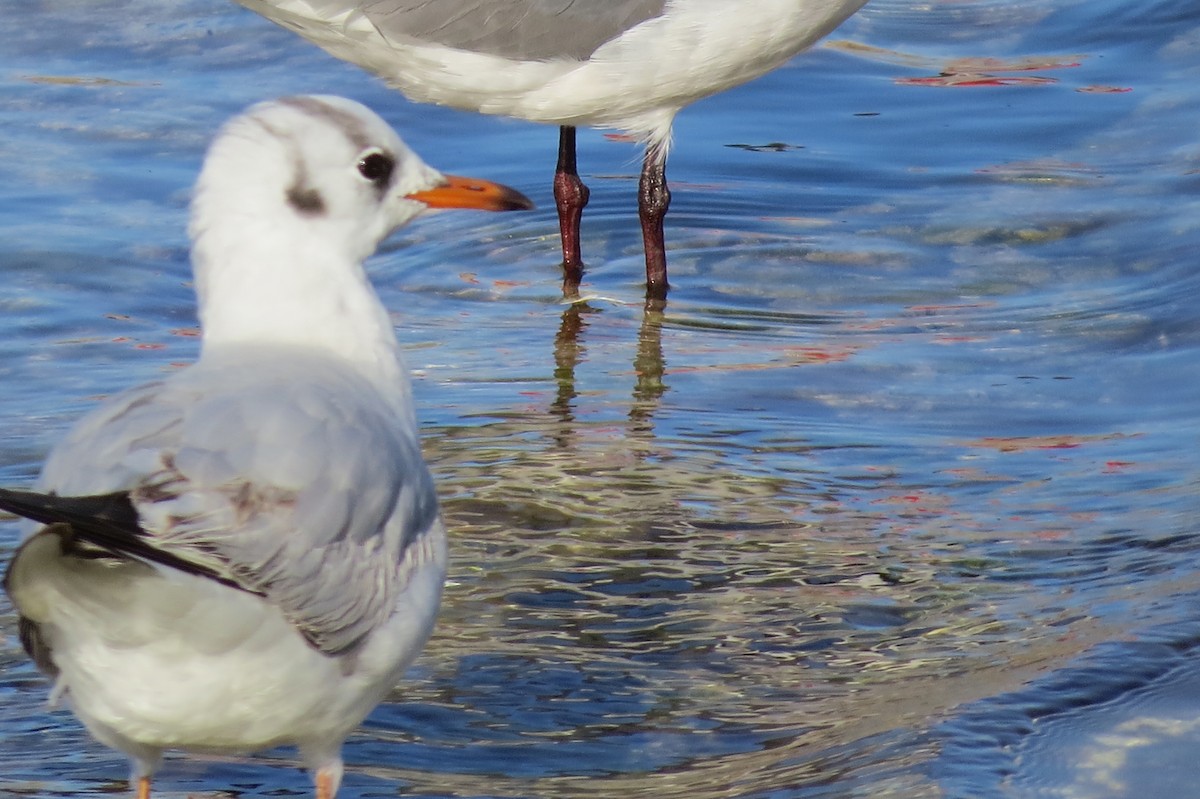 Bonaparte's Gull - ML87154821