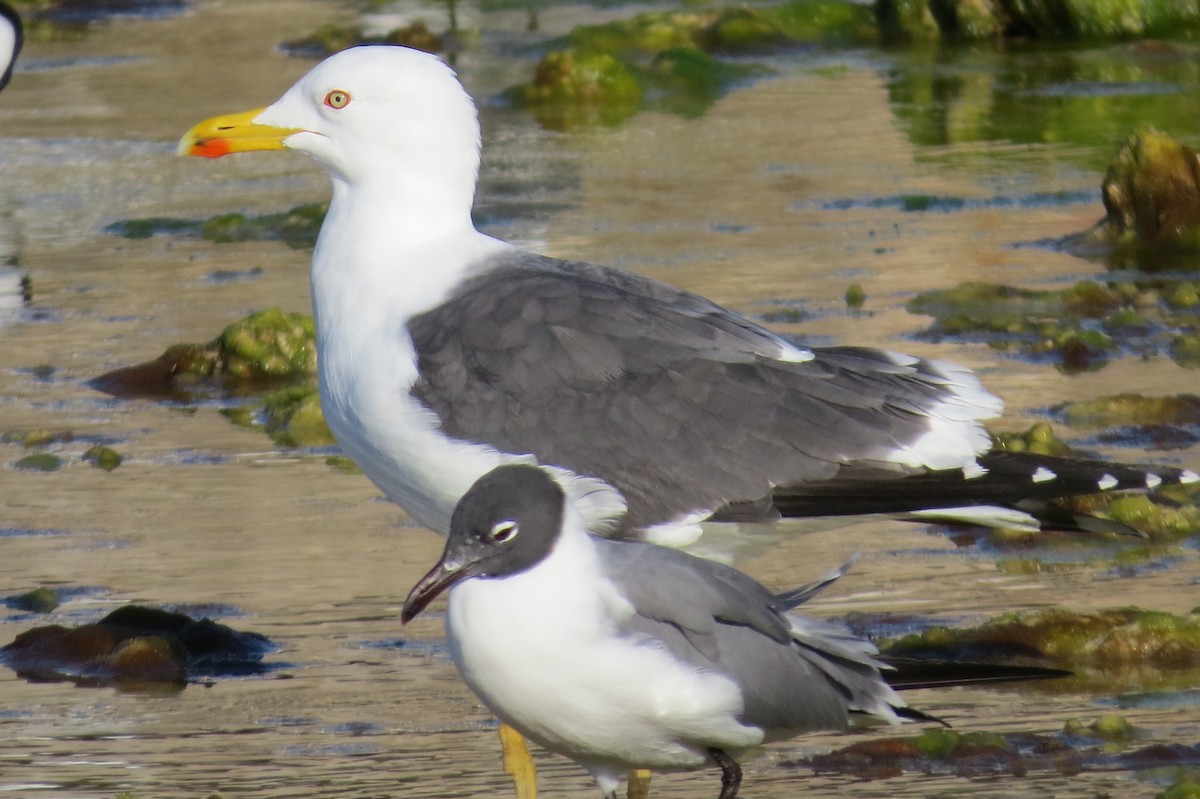 Lesser Black-backed Gull - ML87155051