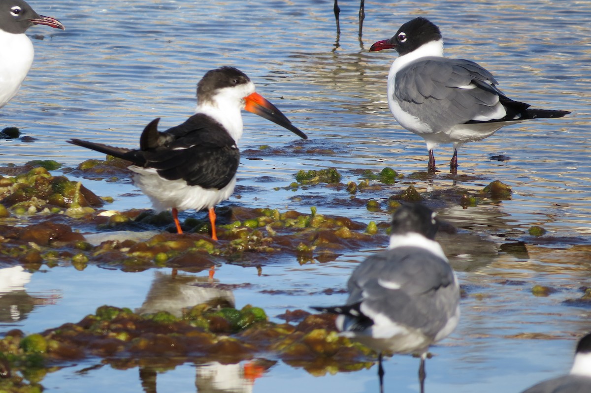 Black Skimmer - ML87155511