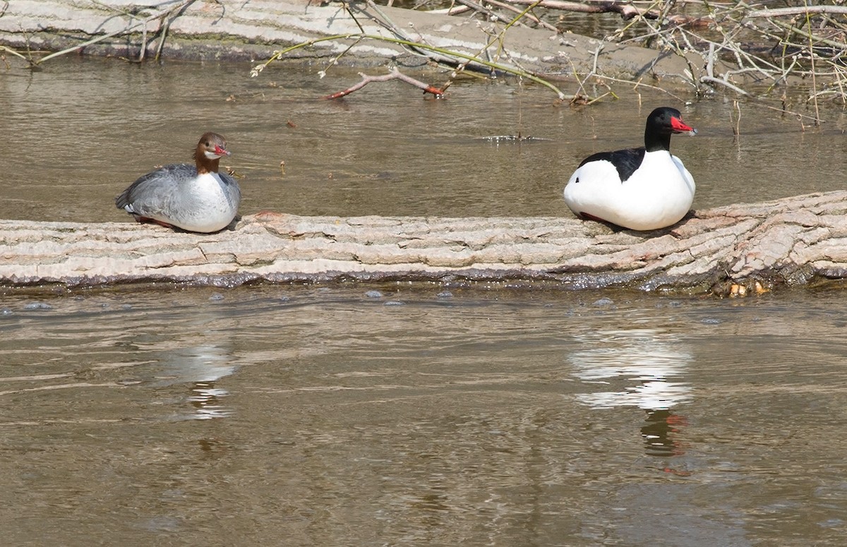 Common Merganser - ML87156401