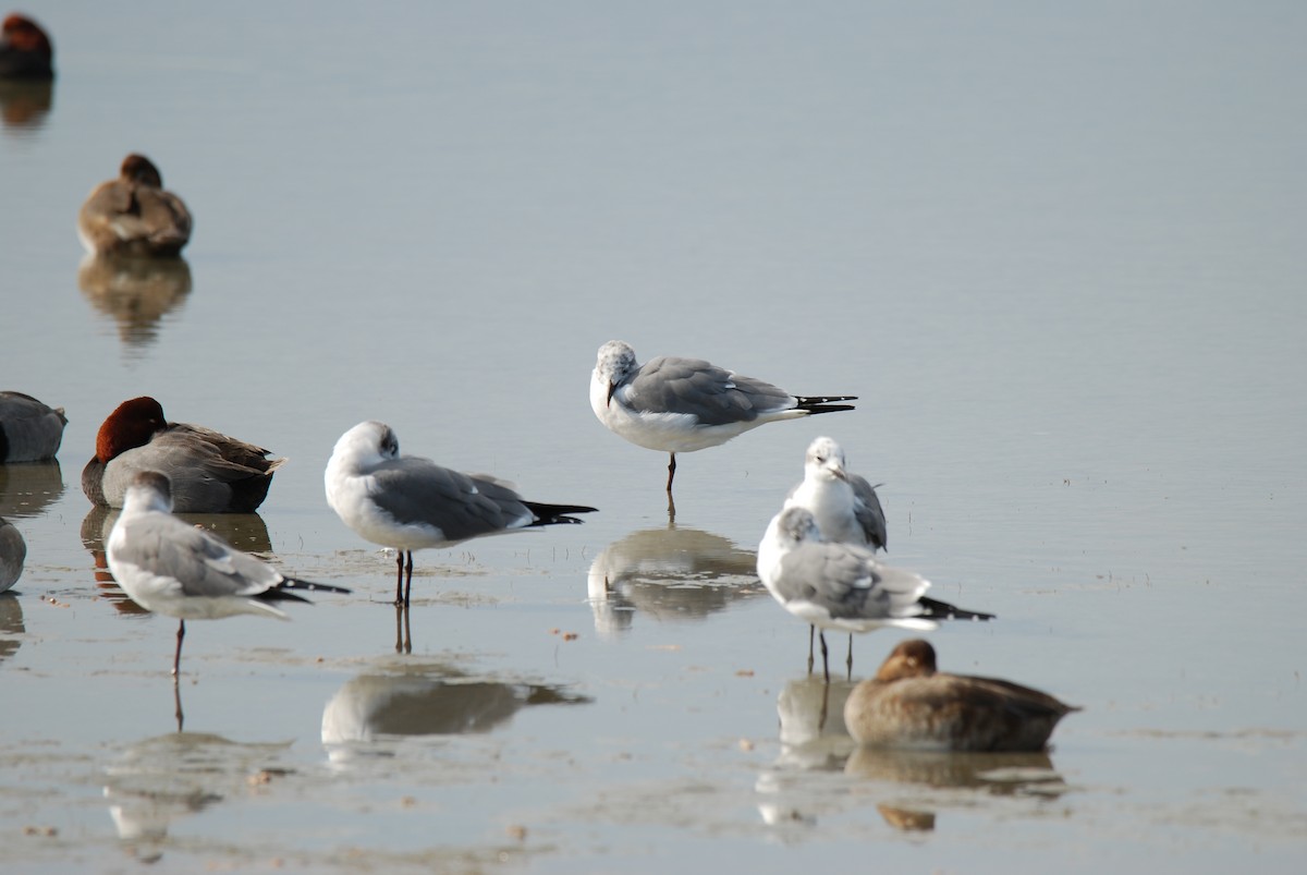 Mouette atricille - ML87157711