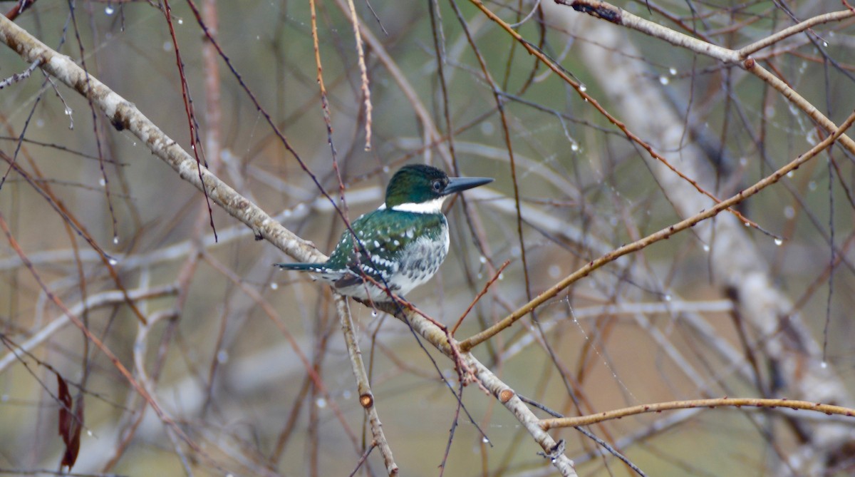 Green Kingfisher - Vic Dillabaugh