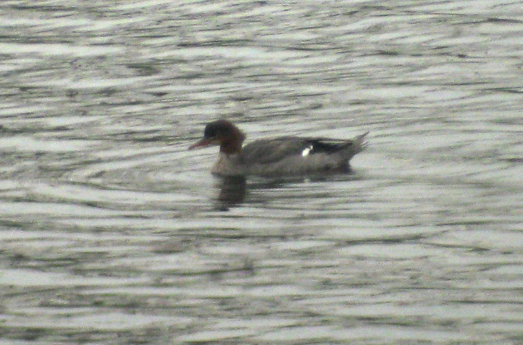 Common Merganser - ML87158981