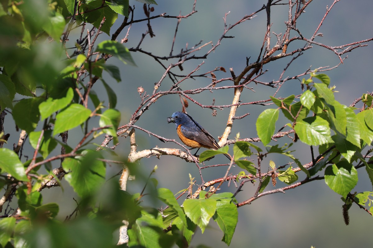 Blue-fronted Redstart - Suresh  Rana