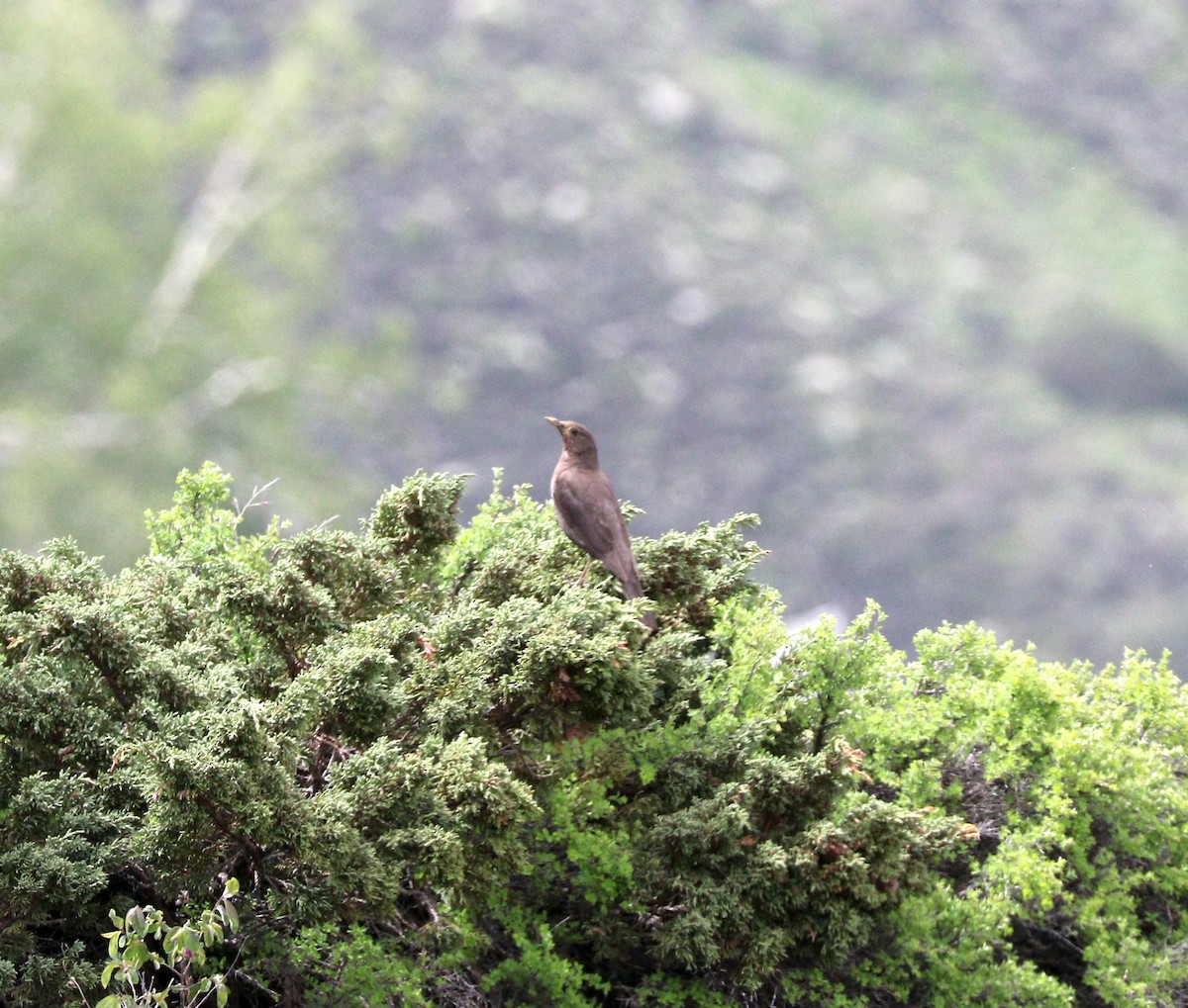 Tibetan Blackbird - Suresh  Rana