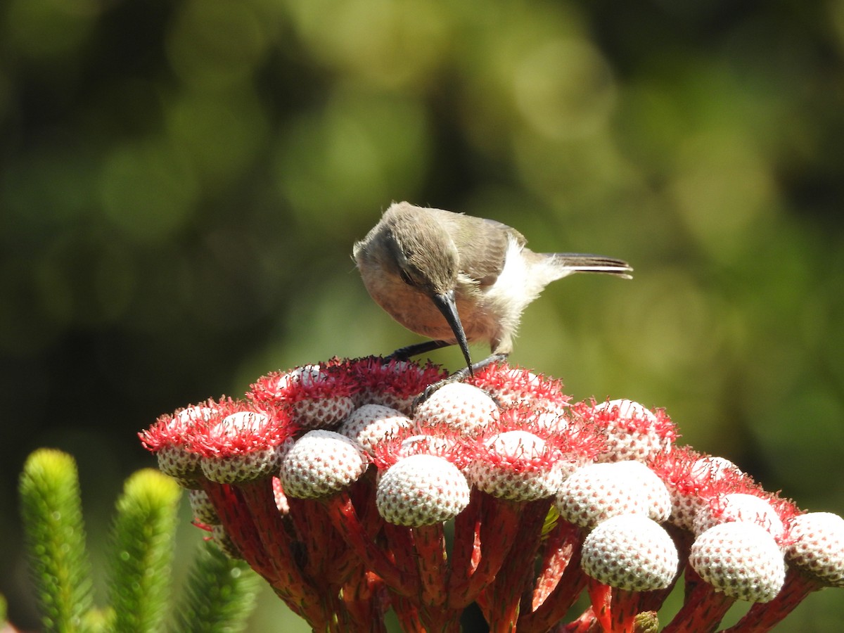 Southern Double-collared Sunbird - Samuel Burckhardt