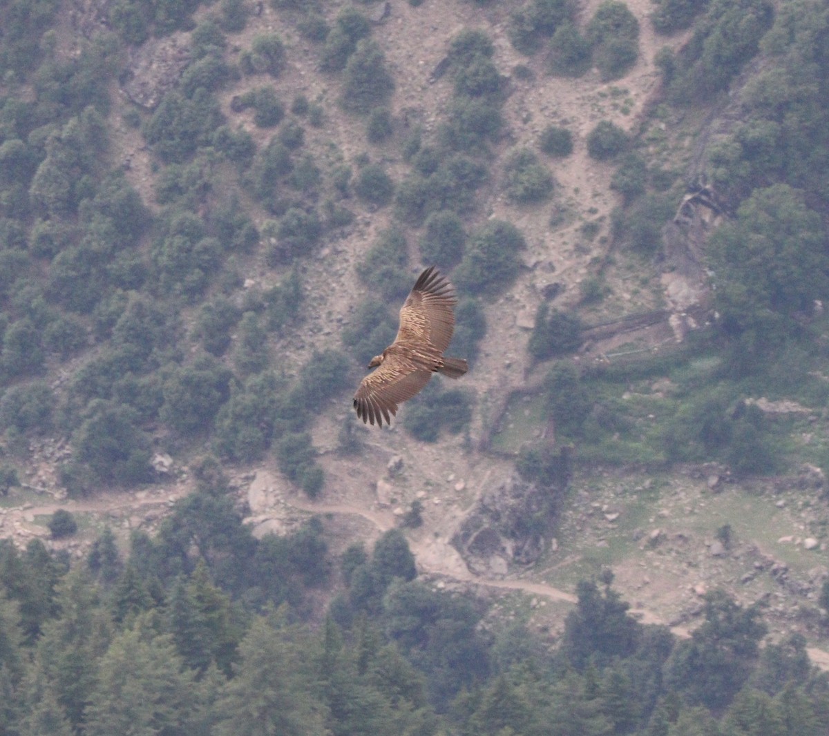 Himalayan Griffon - Suresh  Rana