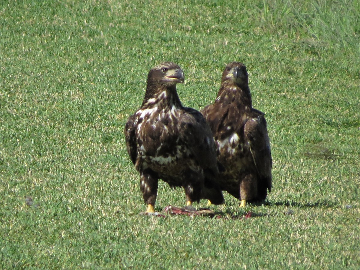 Bald Eagle - ML87161721