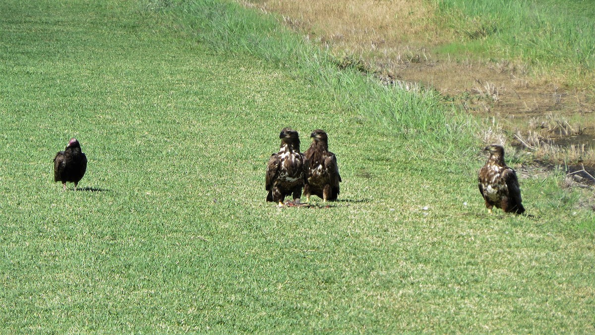 Bald Eagle - ML87161741