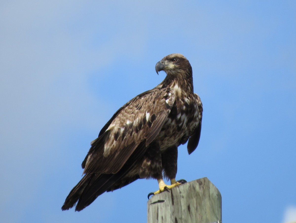 Bald Eagle - ML87161841