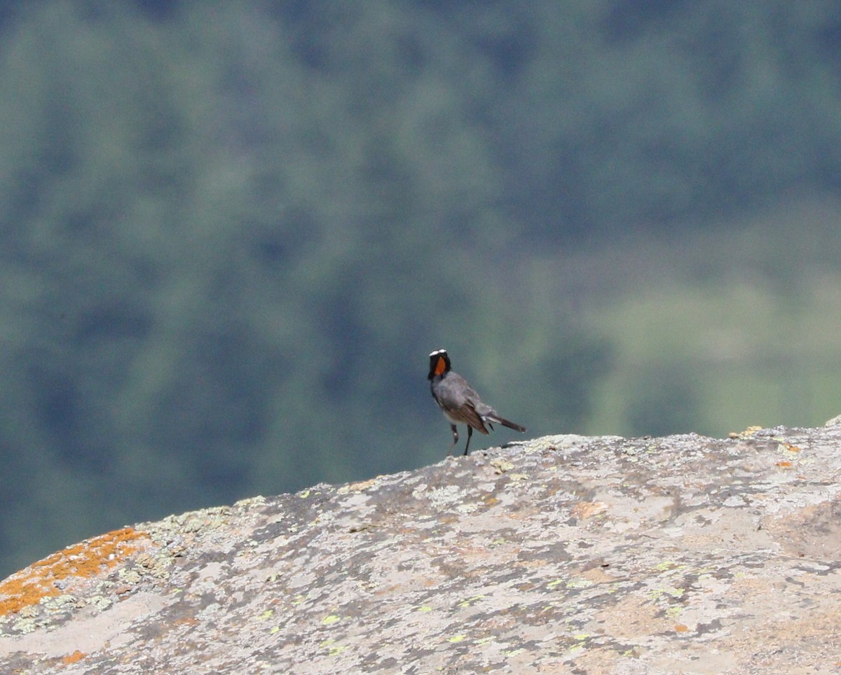 Himalayan Rubythroat - ML87162531