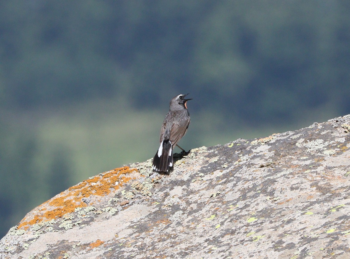 Himalayan Rubythroat - ML87162831