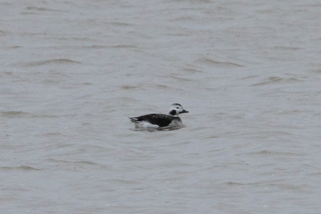 Long-tailed Duck - ML87165401
