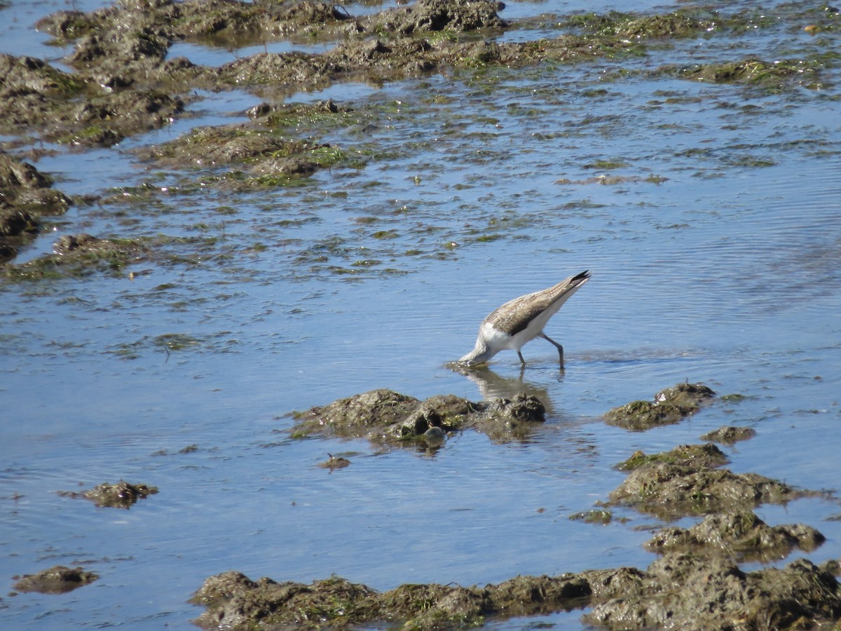 Common Greenshank - ML87165571