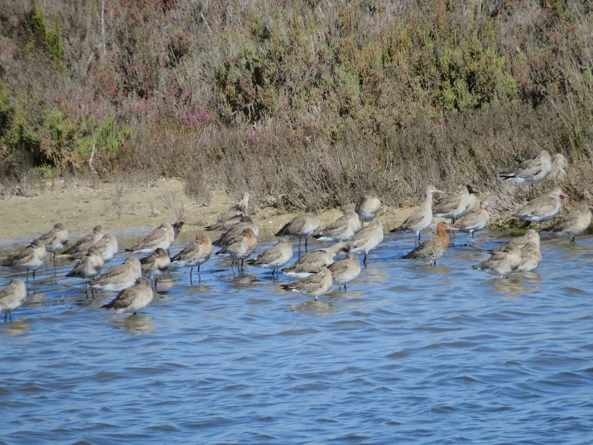 Black-tailed Godwit - ML87166011