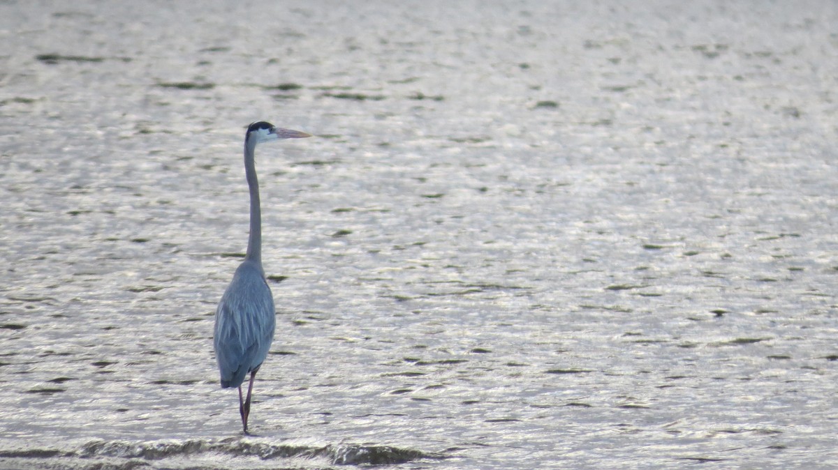 Great Blue Heron - ML87167691