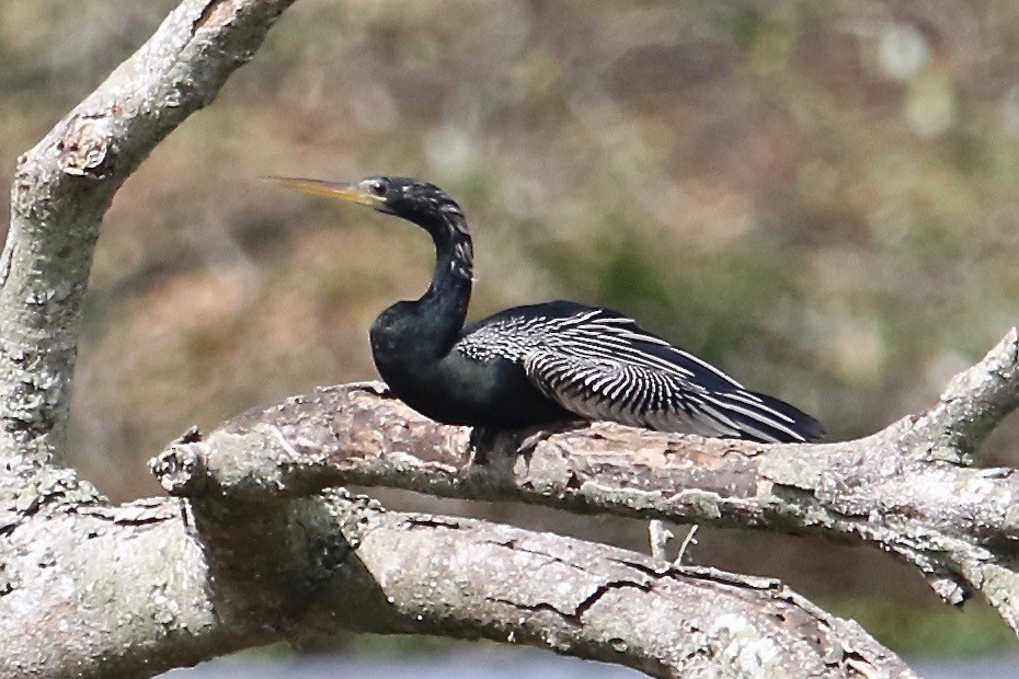 Anhinga - ML87167871