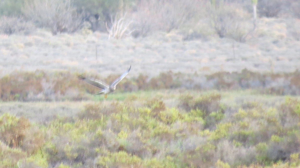 Northern Harrier - ML87167901