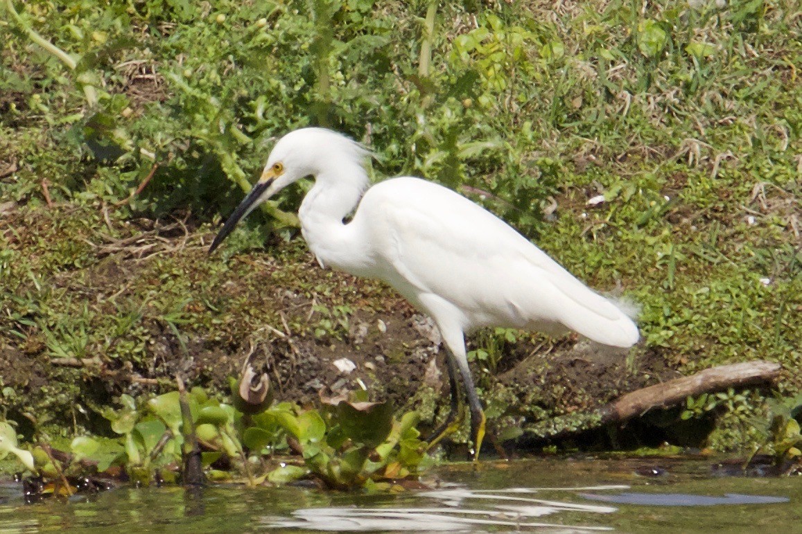 Snowy Egret - ML87168101