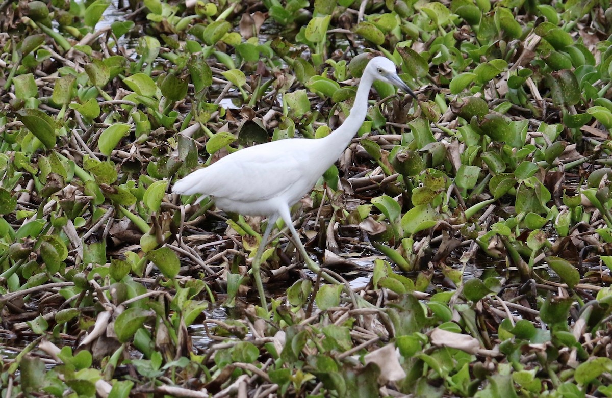 Little Blue Heron - ML87168191