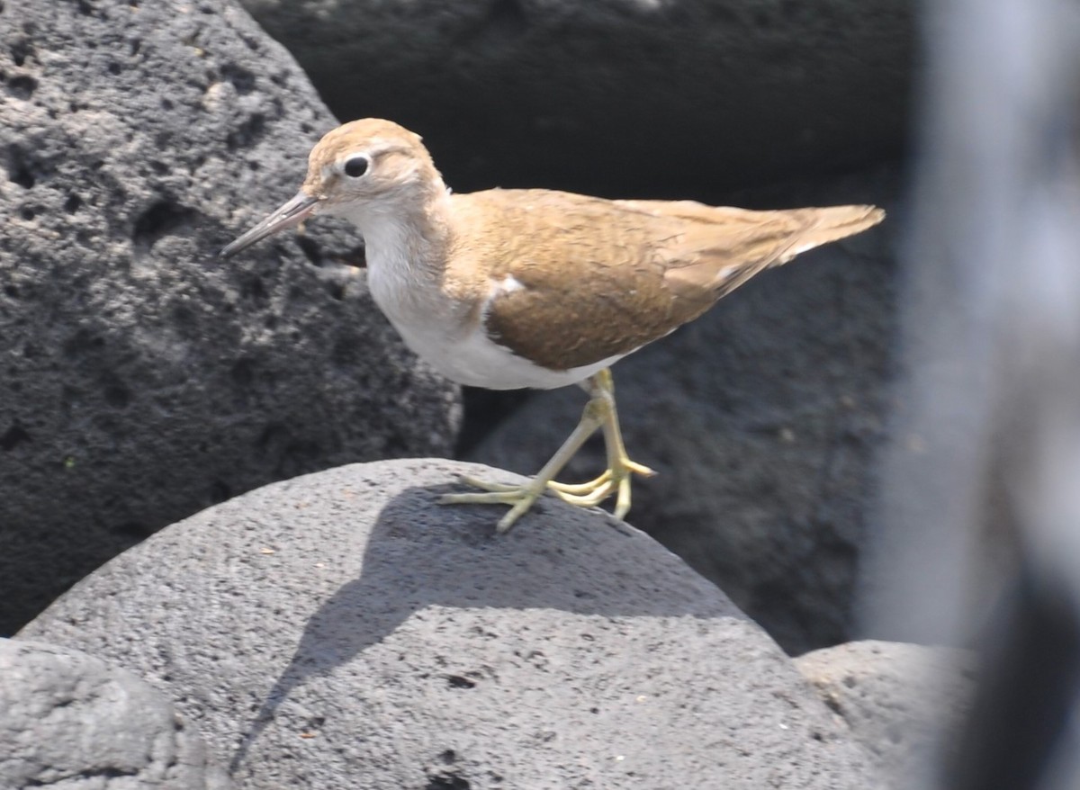 Common Sandpiper - ML87168361