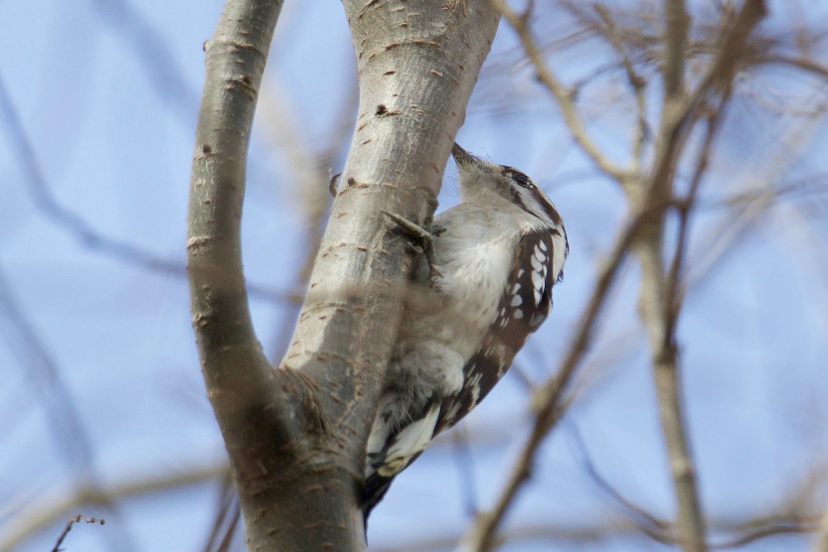 Downy Woodpecker - ML87168401