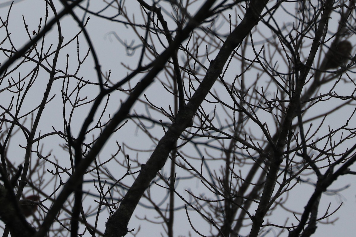 Pine Grosbeak - ML87169191