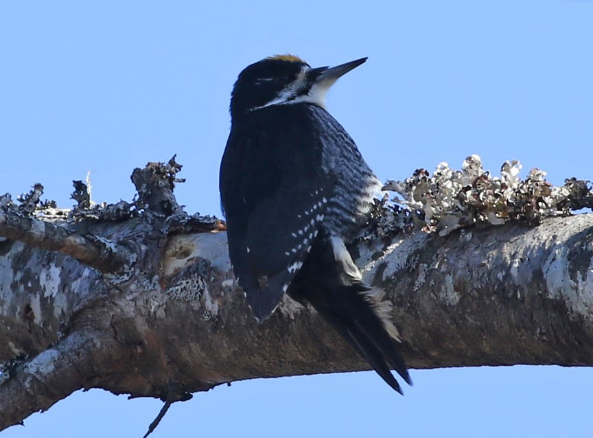 Black-backed Woodpecker - ML87169461