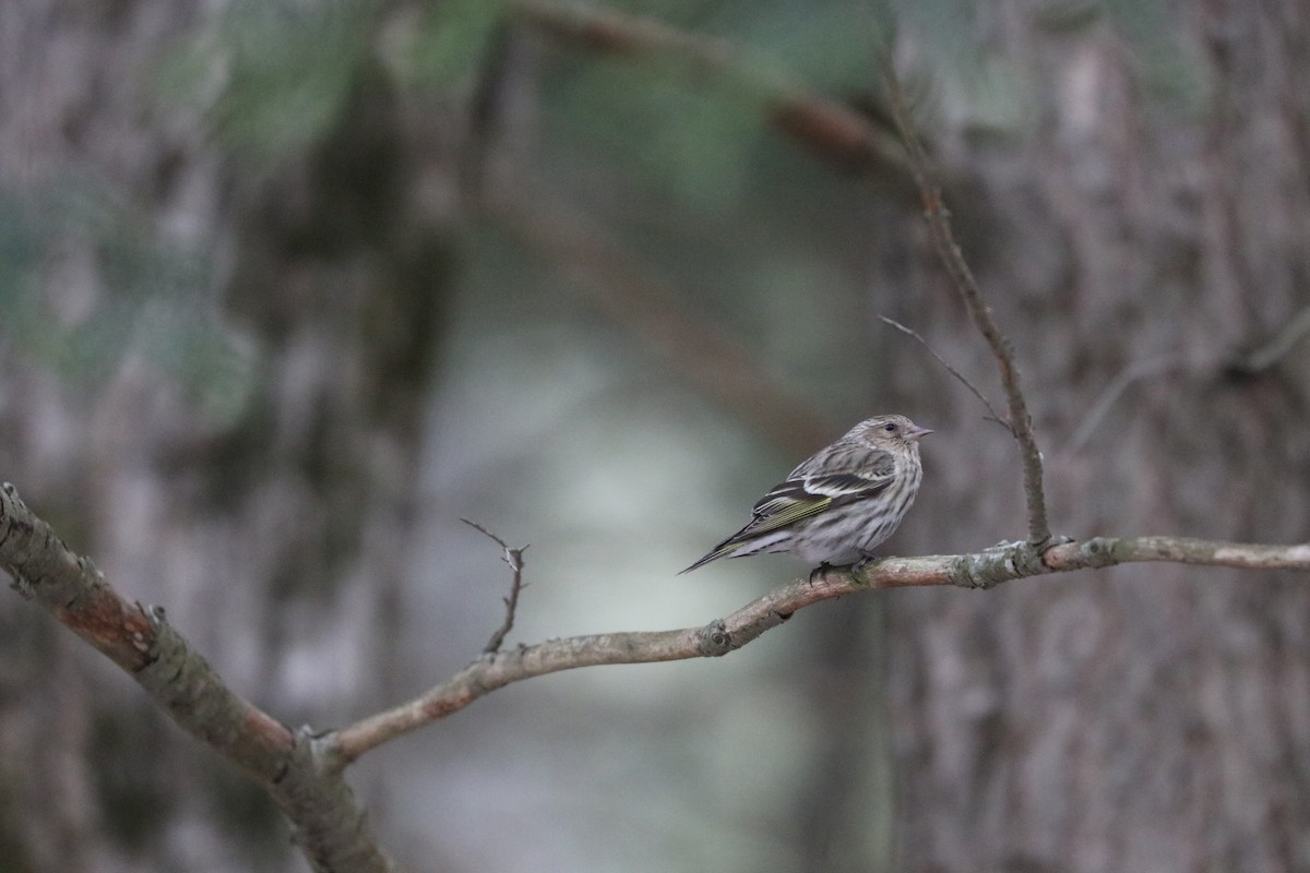 Pine Siskin - ML87169481