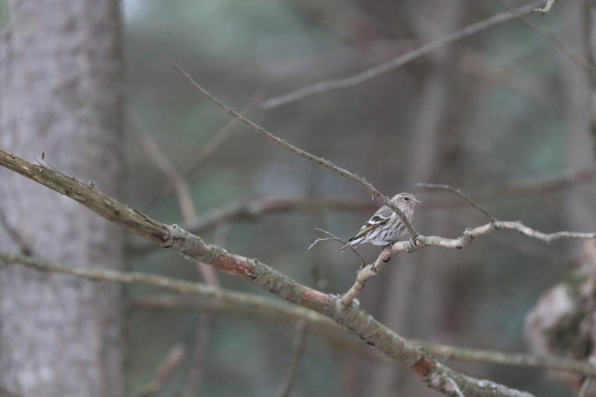 Pine Siskin - ML87169561