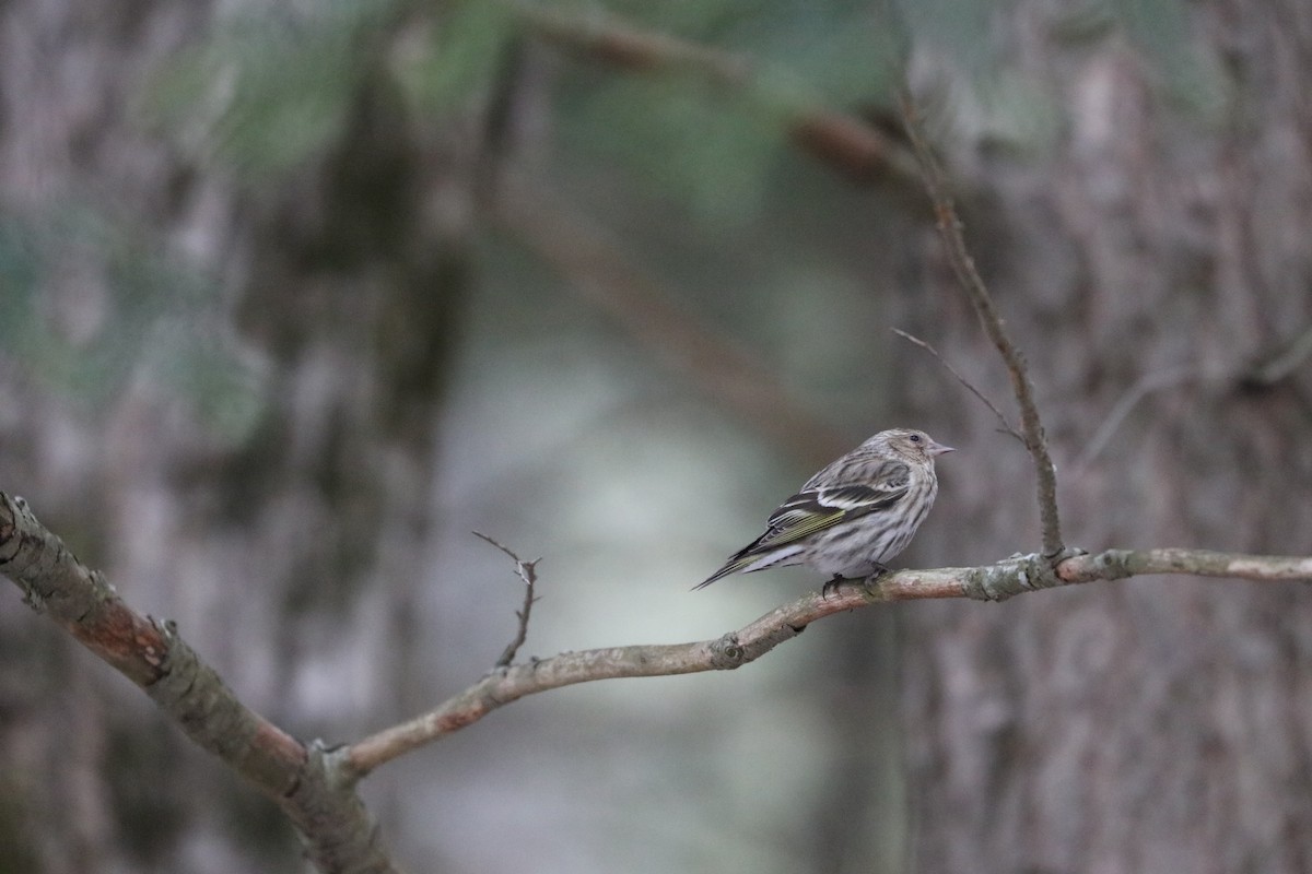 Pine Siskin - ML87169841