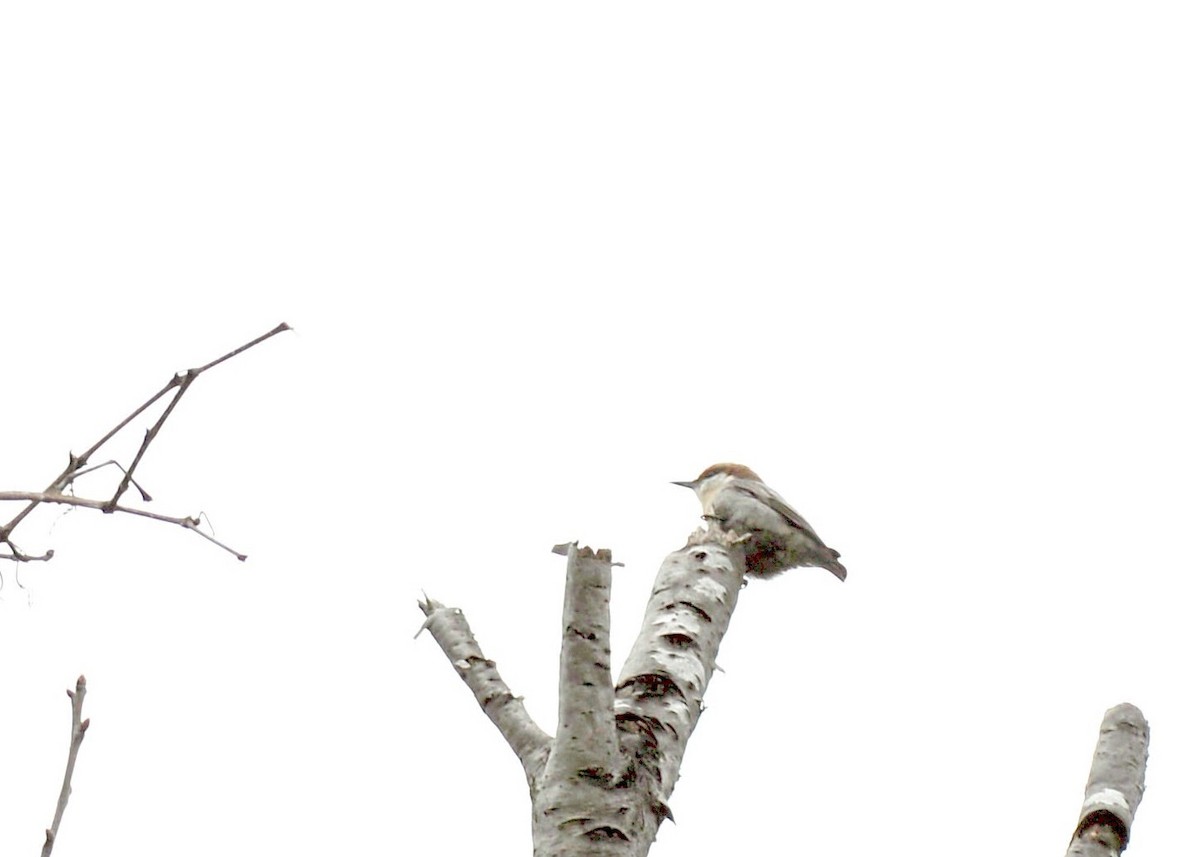 Brown-headed Nuthatch - Bob Epperson