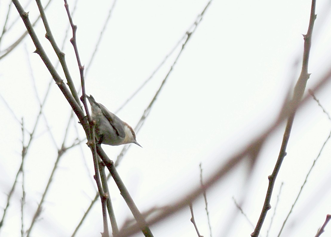 Brown-headed Nuthatch - ML87171341