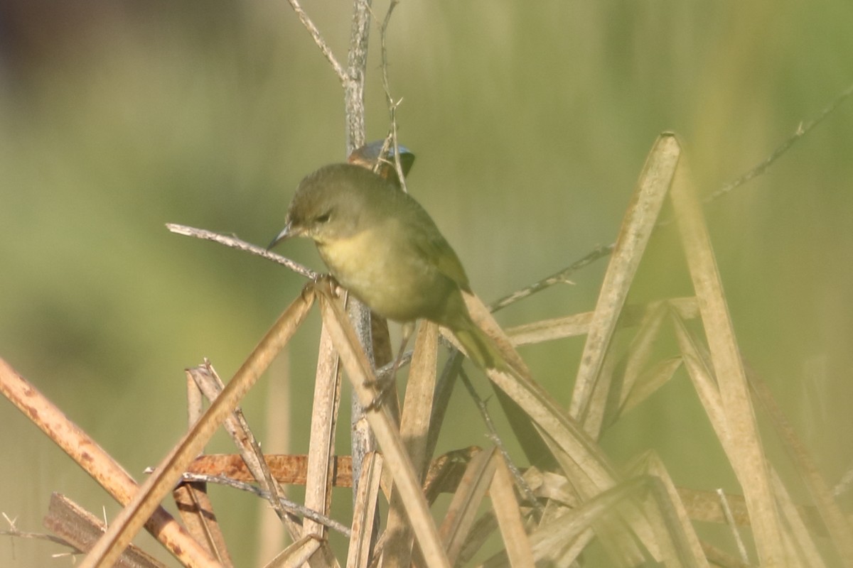 Common Yellowthroat - ML87171991