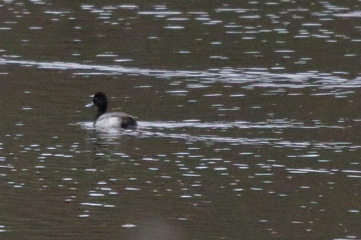 Lesser Scaup - ML87172721