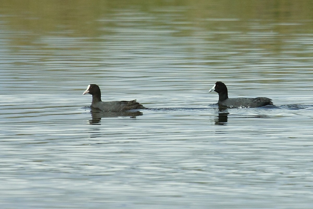 Red-knobbed Coot - António Gonçalves