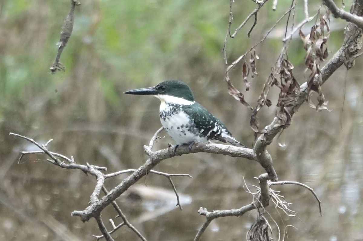 Martin-pêcheur vert - ML87173621