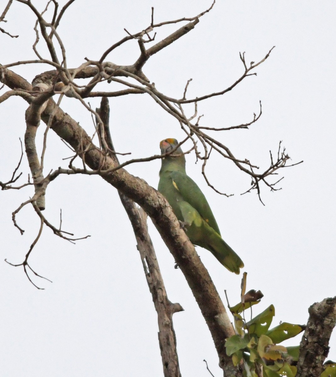 Blue-cheeked Parrot - Joshua Vandermeulen