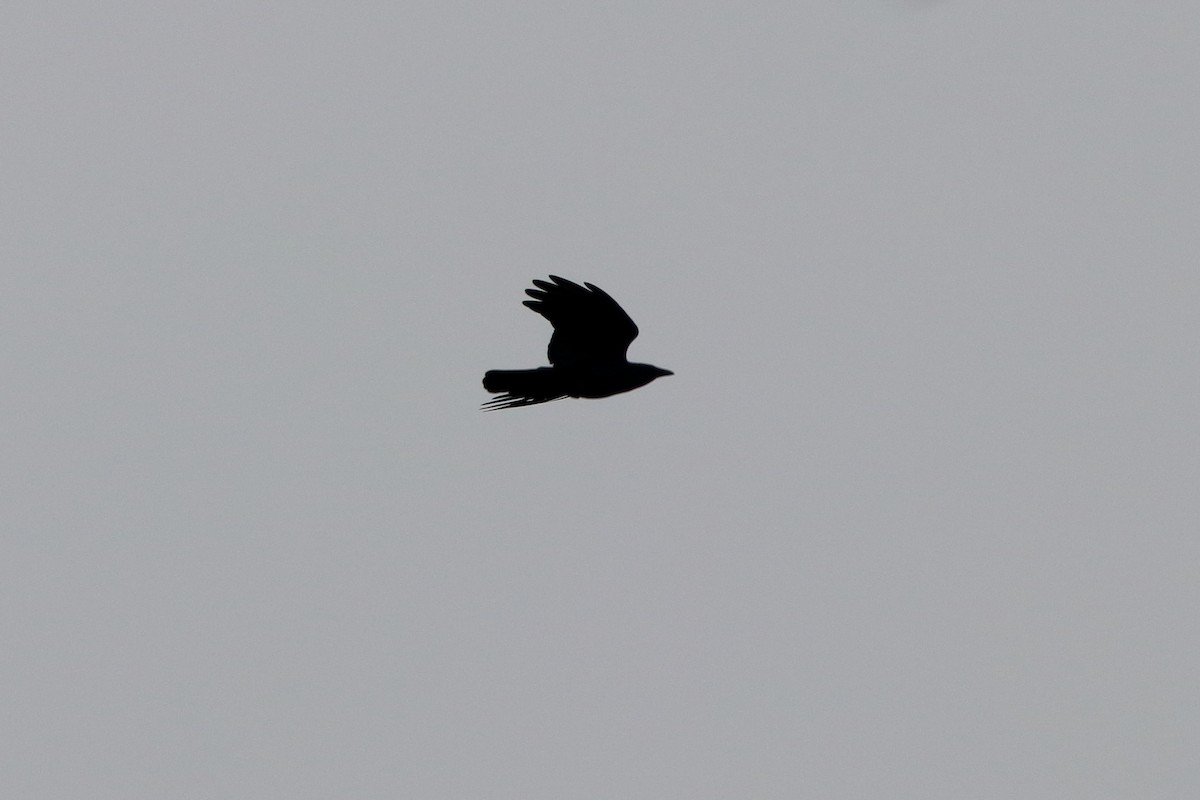 Fish Crow - ML87174361