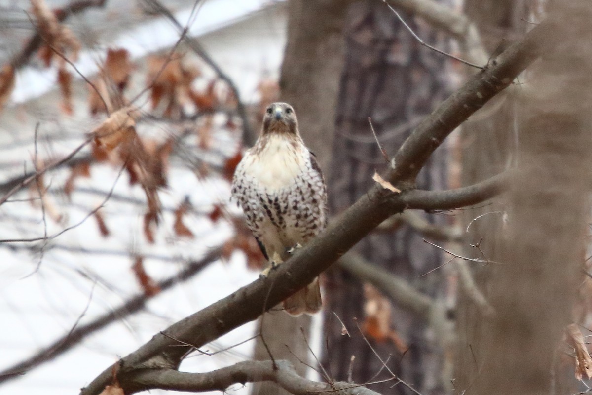 Red-tailed Hawk - ML87174631